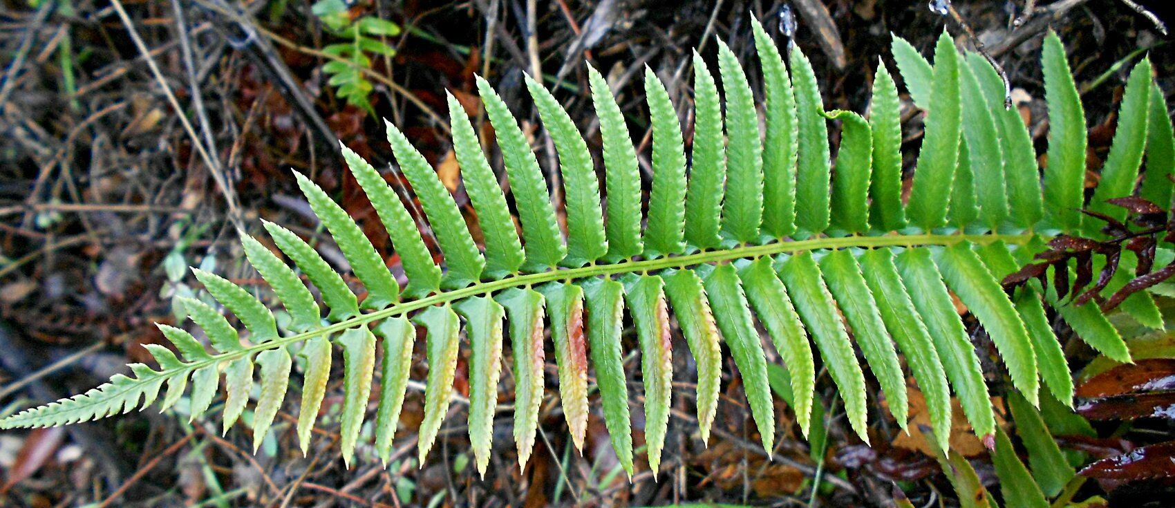High Resolution Polystichum imbricans Leaf